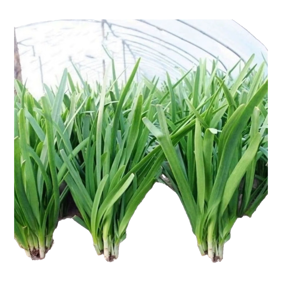 韭菜籽】价格_品牌_推荐_怎么样-什么值得买